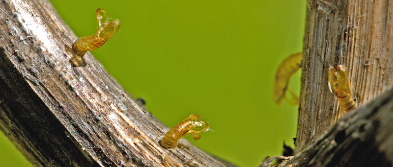 Muligvis Tapetml, Trichophaga tapetzella udklkket pupper p rd hestehov, Petasites hybridus. Pinseskoven, Amager, Danmark d. 23 juli 2012. Fotograf; Lars Andersen