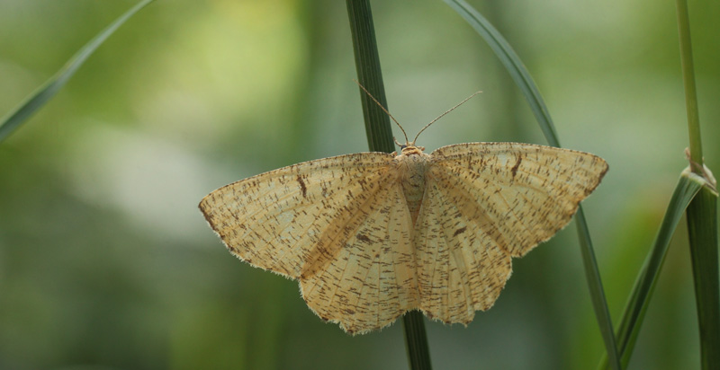 Blommemåler, Angerona prunaria hun. Bialowieza, Polen d. 21 juni 2011.Fotograf; Lars Andersen
