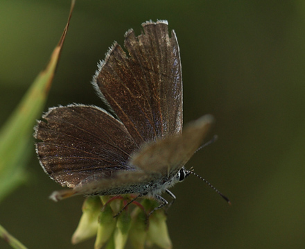 Astragelblfugl, Plebejus argyrognomon hun. Pita, Polen d. 13/6 2011. Fotograf: Lars Andersen