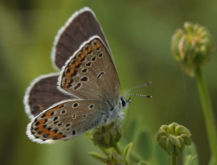 Astragelblfugl, Plebejus argyrognomon hun. Pita, Polen d. 13/6 2011. Fotograf: Lars Andersen