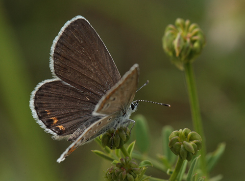 Astragelblfugl, Plebejus argyrognomon hun. Pita, Polen d. 13/6 2011. Fotograf: Lars Andersen