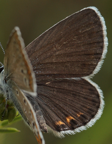 Astragelblfugl, Plebejus argyrognomon hun. Pita, Polen d. 13/6 2011. Fotograf: Lars Andersen