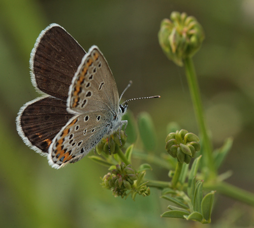 Astragelblfugl, Plebejus argyrognomon hun. Pita, Polen d. 13/6 2011. Fotograf: Lars Andersen