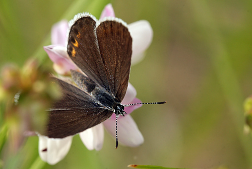 Astragelblfugl, Plebejus argyrognomon hun. Pita, Polen d. 13/6 2011. Fotograf: Lars Andersen