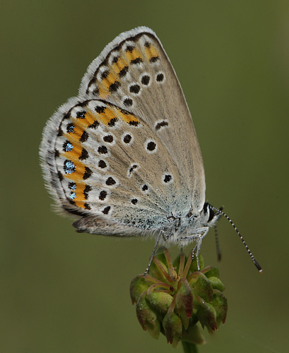 Astragelblfugl, Plebejus argyrognomon hun. Pita, Polen d. 13/6 2011. Fotograf: Lars Andersen