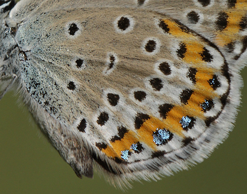 Astragelblfugl, Plebejus argyrognomon hun. Pita, Polen d. 13/6 2011. Fotograf: Lars Andersen