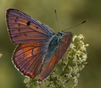 Violet Ildfugl, Lycaena alciphron han. Pita, Polen d. 13/6 2011. Fotograf: Lars Andersen