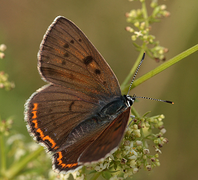 Violet Ildfugl, Lycaena alciphron hun. Pita, Polen d. 13/6 2011. Fotograf: Lars Andersen