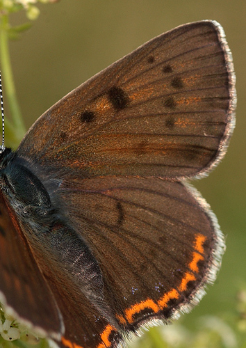 Violet Ildfugl, Lycaena alciphron hun. Pita, Polen d. 13/6 2011. Fotograf: Lars Andersen