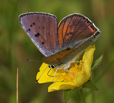 Violet Ildfugl, Lycaena alciphron han. Pita, Polen d. 13/6 2011. Fotograf: Lars Andersen