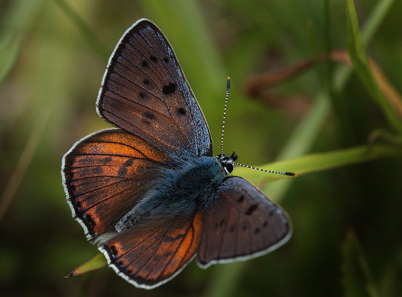 Violet Ildfugl, Lycaena alciphron han. Pita, Polen d. 13/6 2011. Fotograf: Lars Andersen