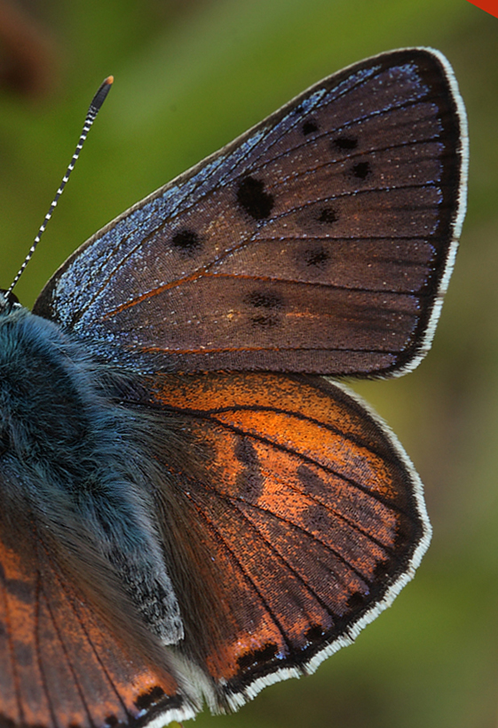 Violet Ildfugl, Lycaena alciphron han. Pita, Polen d. 13/6 2011. Fotograf: Lars Andersen