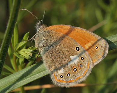 Kastaniebrunt Randøje, Coenonympha glycerion hun. Bialowieza Skoven, Polen d. 13 juni 2011. Fotograf: Lars Andersen