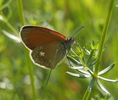 Kastaniebrunt Randje, Coenonympha glycerion han. Bialowieza Skoven, Polen d. 13 juni 2011. Fotograf: Lars Andersen