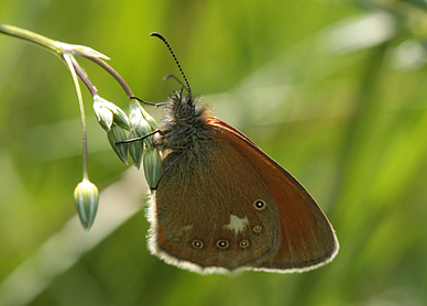 Kastaniebrunt Randøje, Coenonympha glycerion han. Bialowieza Skoven, Polen d. 13 juni 2011. Fotograf: Lars Andersen
