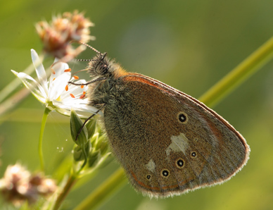 Kastaniebrunt Randøje, Coenonympha glycerion han. Bialowieza Skoven, Polen d. 13 juni 2011. Fotograf: Lars Andersen
