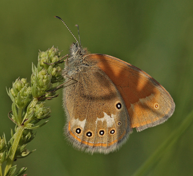 Kastaniebrunt Randøje, Coenonympha glycerion hun. Bialowieza Skoven, Polen d. 13 juni 2011. Fotograf: Lars Andersen
