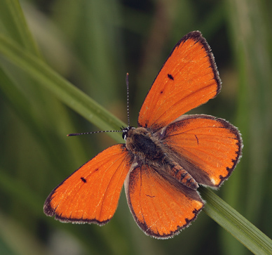 Stor Ildfugl, Lycaena dispar han. Biezra Sumpene, Polen d. 14/6 2011. Fotograf: Lars Andersen