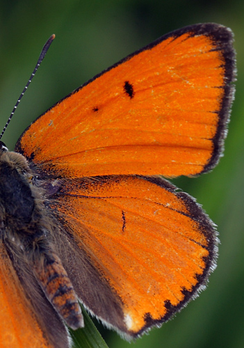 Stor Ildfugl, Lycaena dispar han. Biezra Sumpene, Polen d. 14/6 2011. Fotograf: Lars Andersen