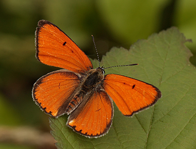 Stor Ildfugl, Lycaena dispar han. Biezra Sumpene, Polen d. 14/6 2011. Fotograf: Lars Andersen