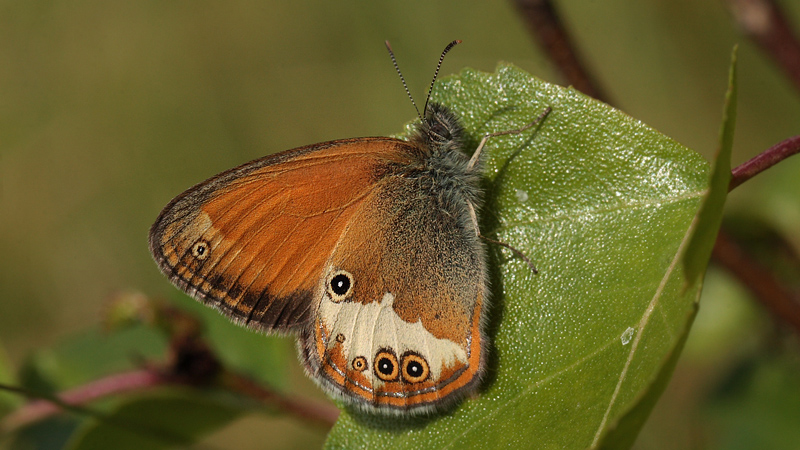 Perlemorrandje, Coenonympha arcania. Bialowieza Skoven, Polen d. 15 juni 2011. Fotograf: Lars Andersen