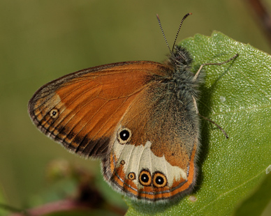 perlemorrandje, Coenonympha arcania. Bialowieza Skoven, Polen d. 15 juni 2011. Fotograf: Lars Andersen