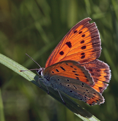 Stor Ildfugl, Lycaena dispar hun. Bialowieza skovene, Polen d. 15/6 2011. Fotograf: Lars Andersen