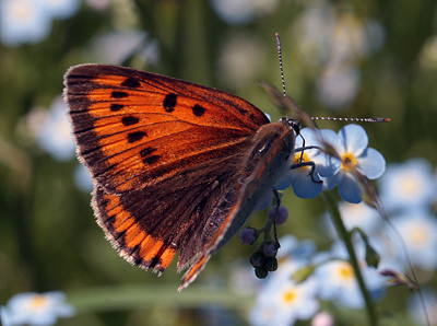 Stor Ildfugl, Lycaena dispar hun. Bialowieza skovene, Polen d. 15/6 2011. Fotograf: Lars Andersen