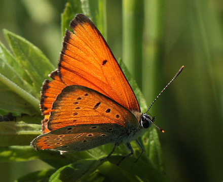 Stor Ildfugl, Lycaena dispar han. Bialowieza Skovene, Polen d. 15/6 2011. Fotograf: Lars Andersen