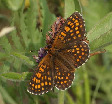Brun pletvinge, Melitaea athalia han. Bialowieza skovene, Polen 16 juni 2011. Fotograf: Lars Andersen