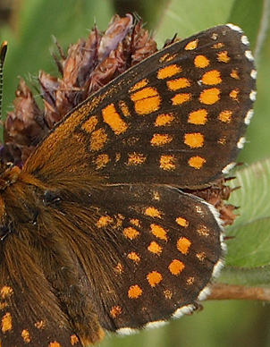 Brun Pletvinge, Melitaea athalia han. Bialowieza skovene, Polen 16 juni 2011. Fotograf: Lars Andersen