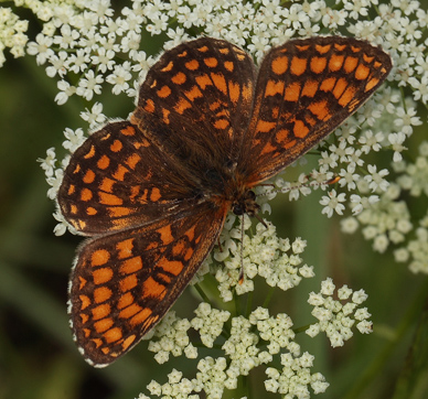Brun pletvinge, Melitaea athalia han. Bialowieza skovene, Polen 16 juni 2011. Fotograf: Lars Andersen
