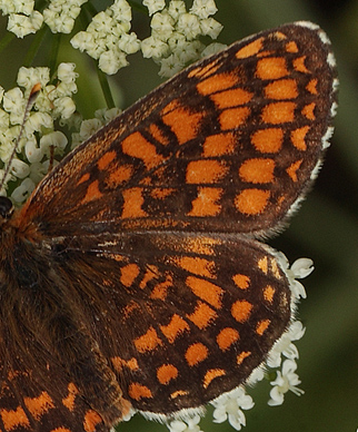 Brun pletvinge, Melitaea athalia han.  Bialowieza skovene, Polen 16 juni 2011. Fotograf: Lars Andersen