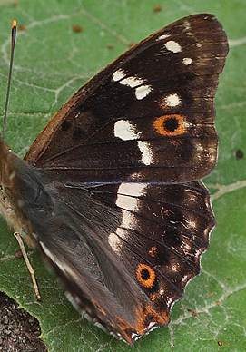 Ilia, Apatura ilia han. Bialowieza skovene, Polen d. 16/6 2011. Fotograf: Lars Andersen