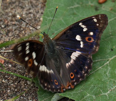 Ilia, Apatura ilia han. Bialowieza skovene, Polen d. 16/6 2011. Fotograf: Lars Andersen