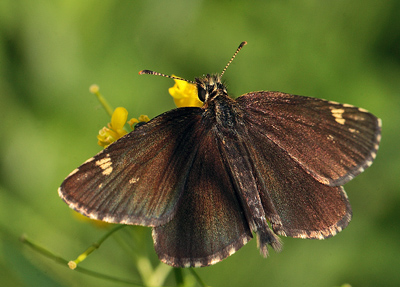 Spejlbredpande, Heteropterus morpheus. Bialowieza skovene, Polen d. 16/6 2011. Fotograf: Lars Andersen