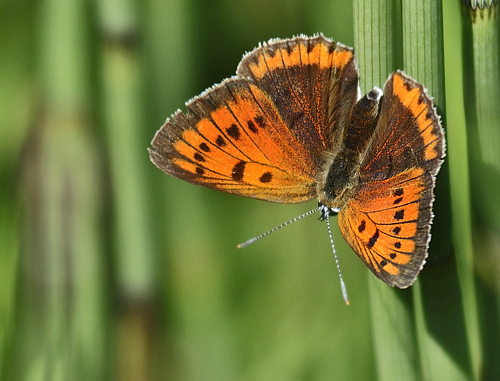 Stor Ildfugl, Lycaena dispar hun lgger g. Bialowieza skovene, Polen d. 15/6 2011. Fotograf: Troells Melgaard