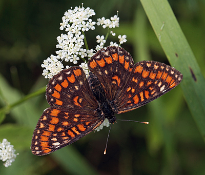 Askepletvinge,Euphydryas maturna hun. Bialowieza skovene, Polen d. 17 juni 2011. Fotograf: Lars Andersen