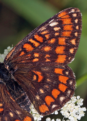 Askepletvinge,Euphydryas maturna hun. Bialowieza skovene, Polen d. 17 juni 2011. Fotograf: Lars Andersen