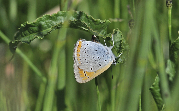 Stor Ildfugl, Lycaena dispar hun lgger g. Bialowieza skovene, Polen d. 15/6 2011. Fotograf: Troells Melgaard