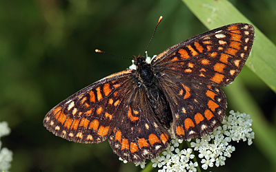 Askepletvinge,Euphydryas maturna hun. Bialowieza skovene, Polen d. 17 juni 2011. Fotograf: Lars Andersen