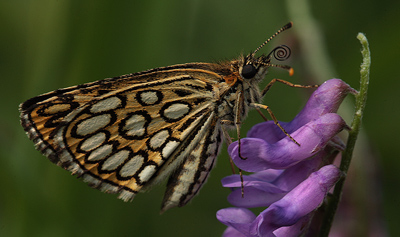 Spejlbredpande, Heteropterus morpheus. Bialowieza skovene, Polen d. 17/6 2011. Fotograf: Lars Andersen