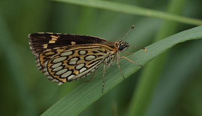 Spejlbredpande, Heteropterus morpheus. Bialowieza skovene, Polen d. 17/6 2011. Fotograf: Lars Andersen