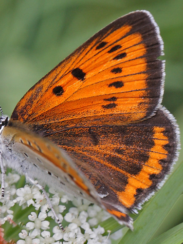 Stor Ildfugl, Lycaena dispar hun. Bialowieza skovene, Polen d. 18/6 2011. Fotograf: Lars Andersen