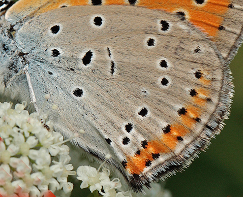 Stor Ildfugl, Lycaena dispar hun. Bialowieza skovene, Polen d. 18/6 2011. Fotograf: Lars Andersen