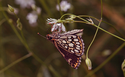 Spejlbredpande, Heteropterus morpheus. Bialowieza skovene, Polen d. 18/6 2011. Fotograf: Lars Andersen