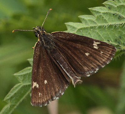 Spejlbredpande, Heteropterus morpheus. Bialowieza skovene, Polen d. 18/6 2011. Fotograf: Lars Andersen