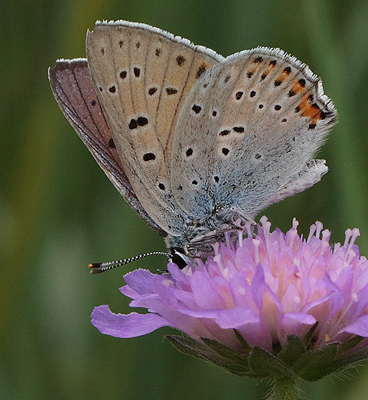 Violet Ildfugl, Lycaena alciphron han. Bialowieza skovene, Polen d. 18/6 2011. Fotograf: Lars Andersen