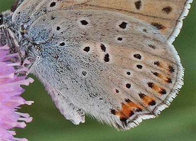 Violet Ildfugl, Lycaena alciphron han. Bialowieza skovene, Polen d. 18/6 2011. Fotograf: Lars Andersen