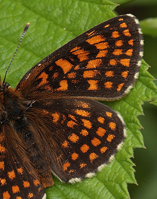 Melitaea han.  Bialowieza skovene, Polen 18 juni 2011. Fotograf: Lars Andersen